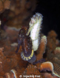 Sea Horse/ Canon 5D Mark2/ Sea&Sea Housing with YS-250 2EA by Jagawang Koo 